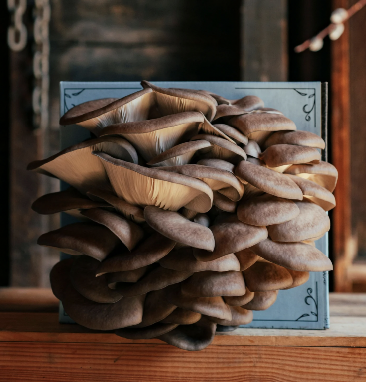 Image for Organic Oyster Mushroom Grow Kit